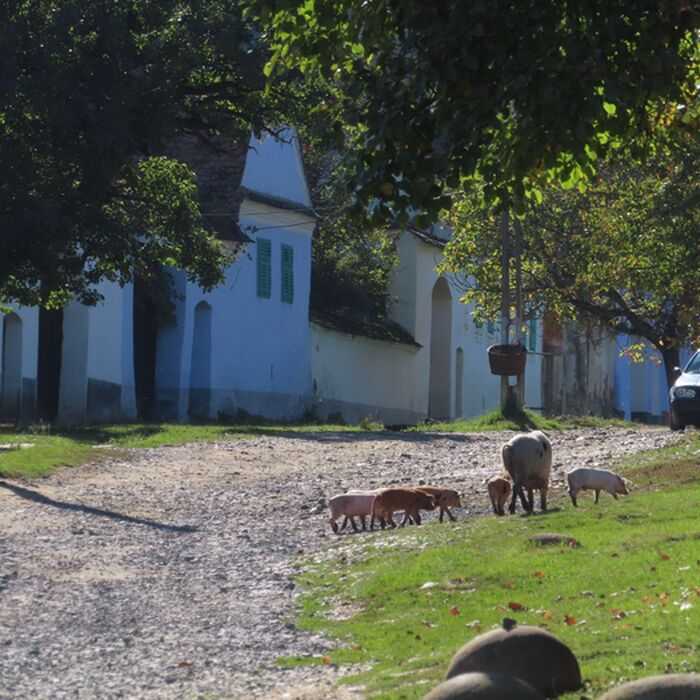 Transylvanian Gravel Odyssey - 9-Day Guided Cycling Adventure - Viscri village